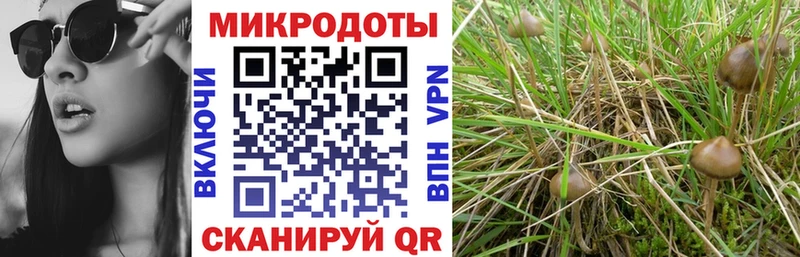 где можно купить наркотик  Котово  Псилоцибиновые грибы Psilocybine cubensis 
